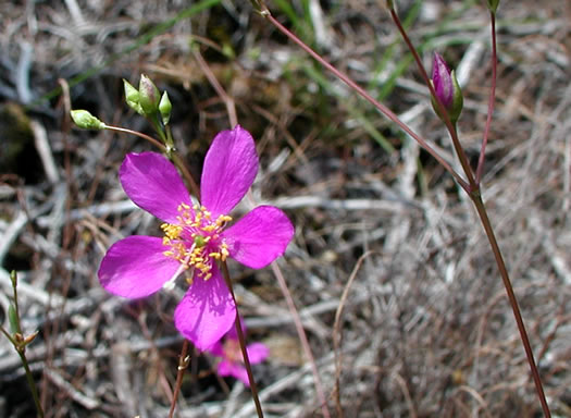 image of Phemeranthus mengesii, Menges' Fameflower, Large-flowered Fameflower, Menges' Rock-pink, Large-flowered Rock-pink