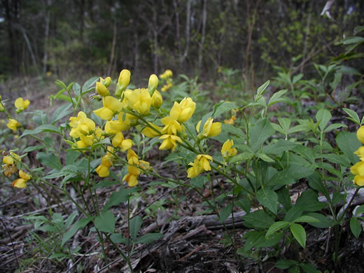 image of Thermopsis mollis, Appalachian Golden-banner, Allegheny Mountain Golden-banner, Bush Pea