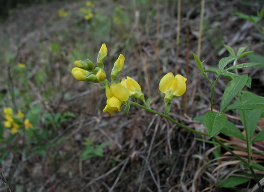 image of Thermopsis mollis, Appalachian Golden-banner, Allegheny Mountain Golden-banner, Bush Pea