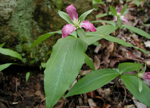 Persistent Trillium