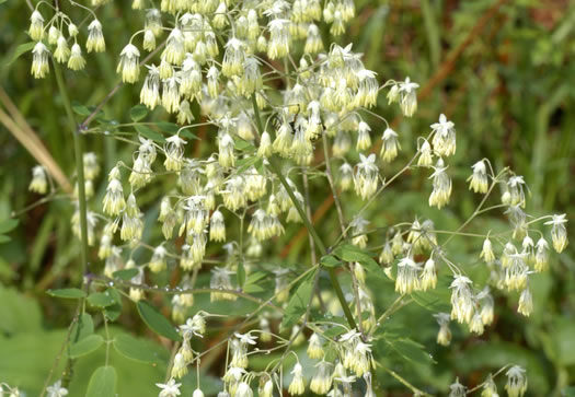 image of Thalictrum amphibolum, Skunk Meadowrue, Waxy Meadowrue