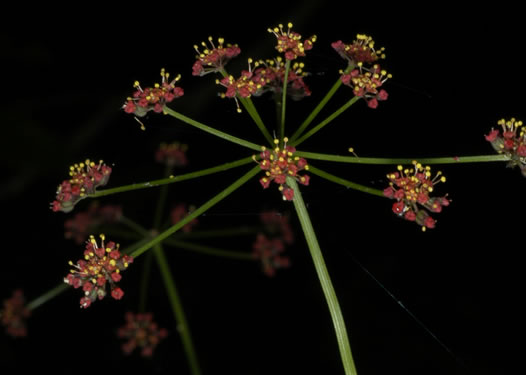 image of Thaspium trifoliatum var. trifoliatum, Purple Meadow-parsnip, Woodland Parsnip