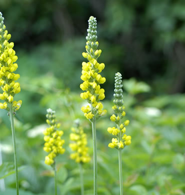 image of Thermopsis villosa, Aaron's Rod, Blue Ridge Golden-banner, Hairy Bush Pea