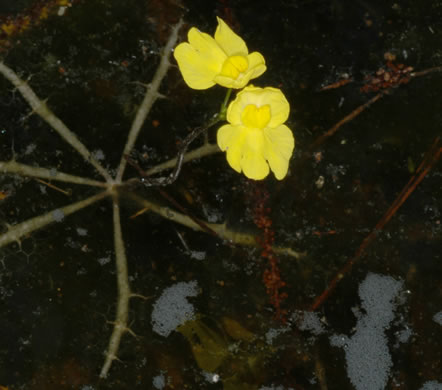 Swollen Bladderwort