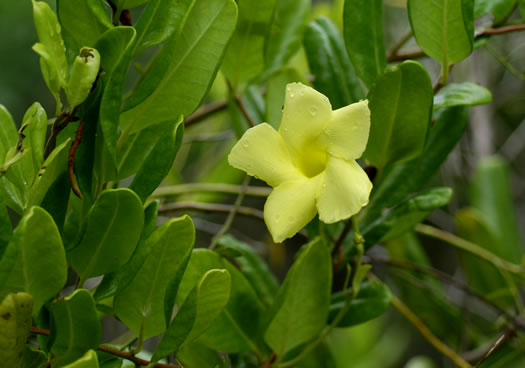 image of Pentalinon luteum, Wild Allamanda, Hammock Viper's-tail