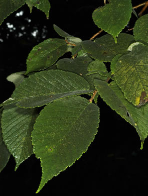 image of Ulmus rubra, Slippery Elm, Red Elm