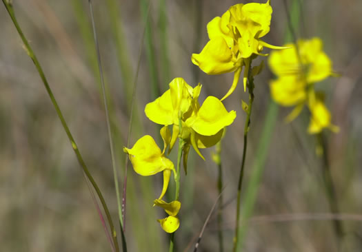 image of Utricularia simulans, Fringed Bladderwort