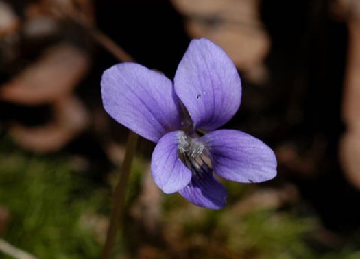 image of Viola sagittata, Arrowleaf Violet, Arrowhead Violet