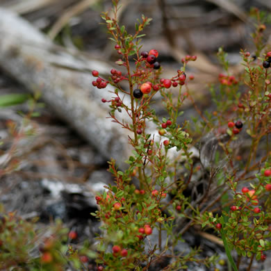 image of Vaccinium myrsinites, Southern Evergreen Blueberry