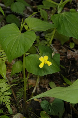 image of Viola pubescens, Downy Yellow Violet, Hairy Yellow Forest Violet