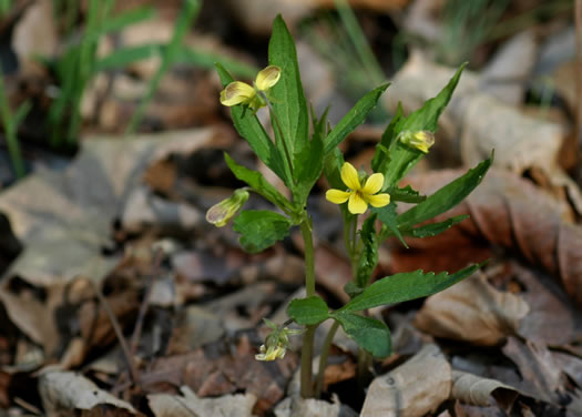 image of Viola tripartita, Threepart Violet, Three-parted Yellow Violet