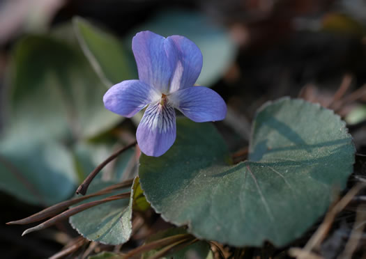 image of Viola villosa, Southern Woolly Violet, Carolina Violet