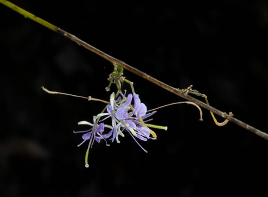 image of Warea cuneifolia, Carolina Warea, Carolina Pineland-cress