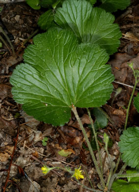 image of Waldsteinia lobata, Piedmont Barren Strawberry, Lobed Barren Strawberry