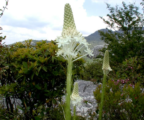 image of Xerophyllum asphodeloides, Eastern Turkeybeard, Beargrass, Mountain-asphodel