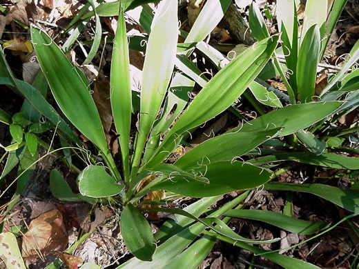 image of Yucca filamentosa, Beargrass, Spoonleaf Yucca, Curlyleaf Yucca