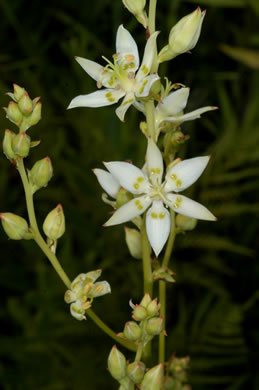 image of Zigadenus glaberrimus, Large Death Camas, Snakeroot, Sandbog Death-camas, Bog Death Camas