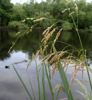 image of Zizaniopsis miliacea, Southern Wild-rice, Water-millet, Giant Cutgrass