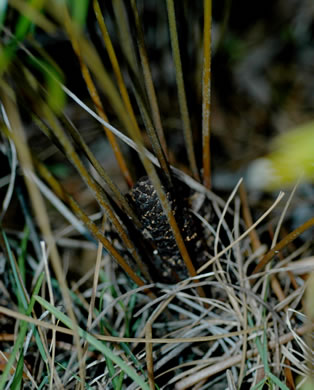 image of Zamia integrifolia var. umbrosa, East Coast Coontie, Broad-leaflet Coontie, Palatka Giant Coontie