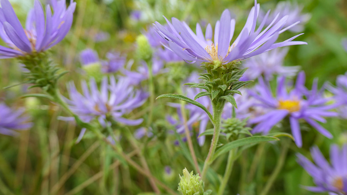 image of Eurybia spectabilis, Low Showy Aster, Eastern Showy Aster