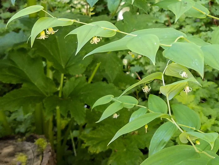 image of Streptopus amplexifolius var. amplexifolius, Clasping Twisted-stalk, White Mandarin, Pagoda-bells