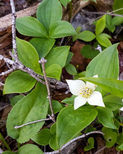 image of Chamaepericlymenum canadense, Bunchberry, Dwarf Dogwood, Dwarf Cornel