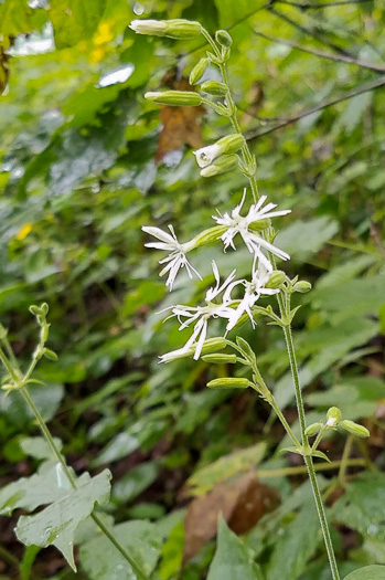 image of Silene ovata, Mountain Catchfly, Fringed Campion, Blue Ridge Catchfly