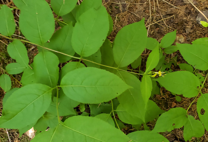 image of Diervilla lonicera, Northern Bush-honeysuckle