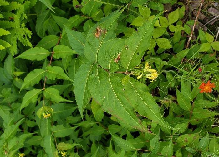 image of Diervilla lonicera, Northern Bush-honeysuckle