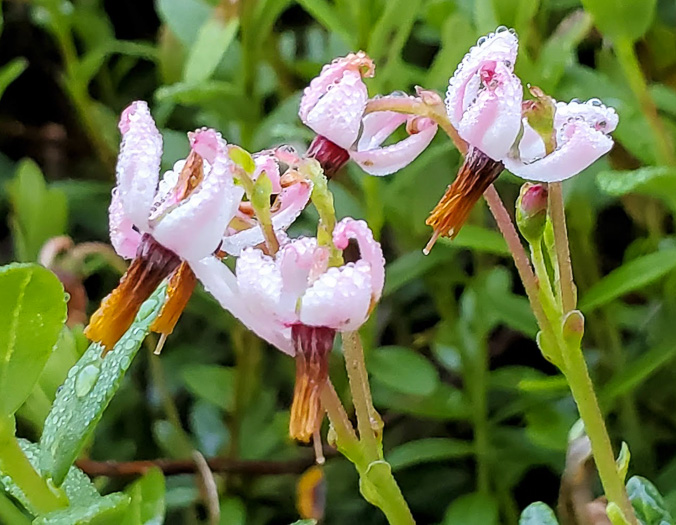 image of Vaccinium macrocarpon, Cranberry, Large Cranberry