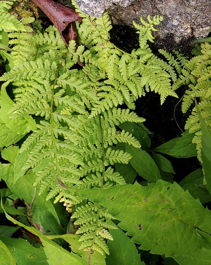 image of Phegopteris connectilis, Northern Beech Fern