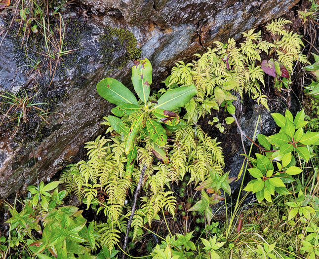 image of Phegopteris connectilis, Northern Beech Fern