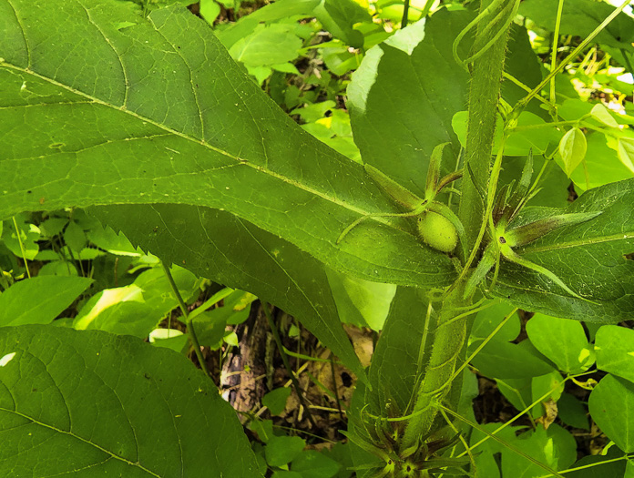 image of Triosteum aurantiacum var. aurantiacum, Orange-fruited Horse-gentian