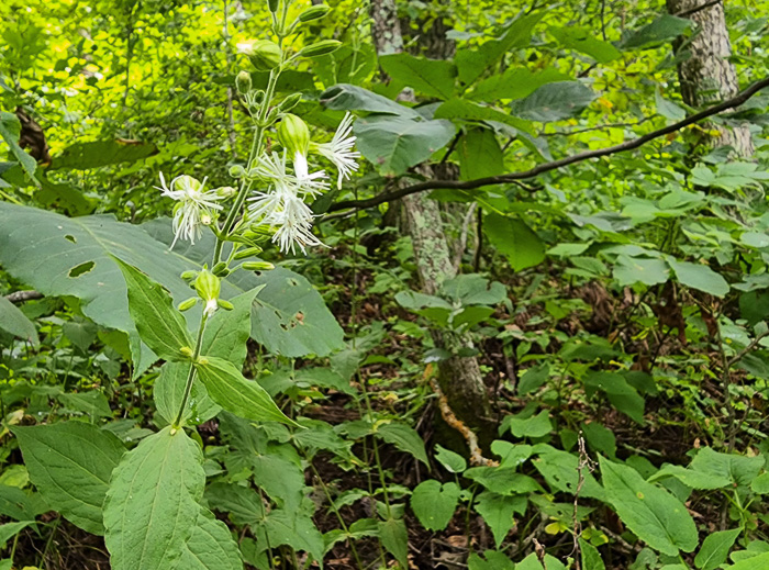 image of Silene ovata, Mountain Catchfly, Fringed Campion, Blue Ridge Catchfly