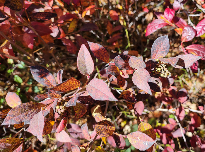 image of Lyonia ligustrina var. ligustrina, Northern Maleberry, He-huckleberry