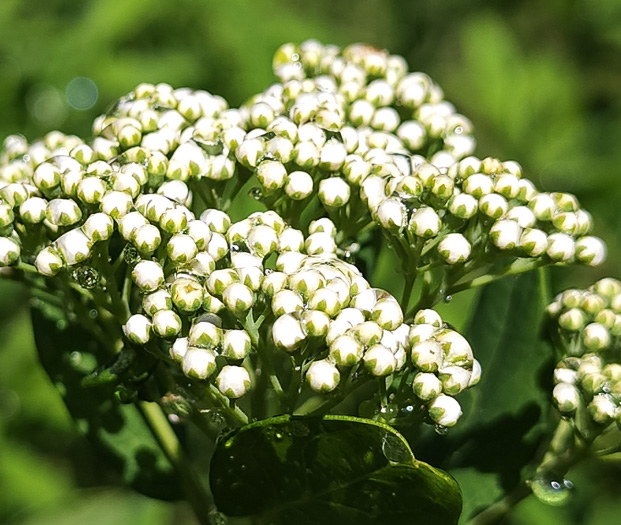 image of Spiraea virginiana, Virginia Spiraea, Appalachian Spiraea, Virginia Meadowsweet