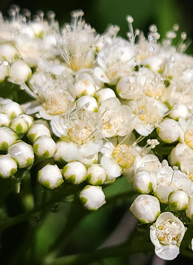 image of Spiraea virginiana, Virginia Spiraea, Appalachian Spiraea, Virginia Meadowsweet