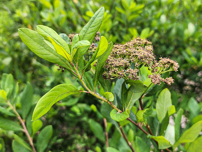 image of Spiraea virginiana, Virginia Spiraea, Appalachian Spiraea, Virginia Meadowsweet