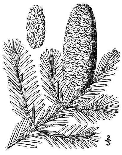 image of Abies balsamea, Balsam Fir, Northern Balsam, Canada Balsam, Blister Pine