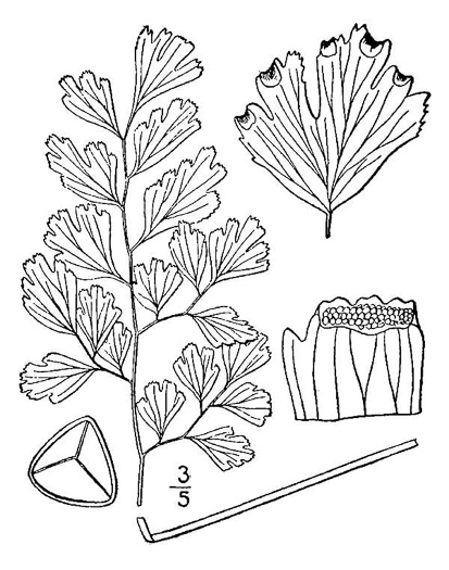 image of Adiantum capillus-veneris, Southern Maidenhair Fern, Venus-hair Fern