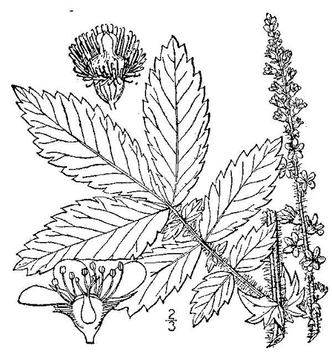 drawing of Agrimonia gryposepala, Common Agrimony, Swamp Agrimony