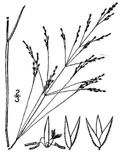 image of Agrostis hyemalis, Ticklegrass, Small Bentgrass, Hairgrass, Winter Bentgrass