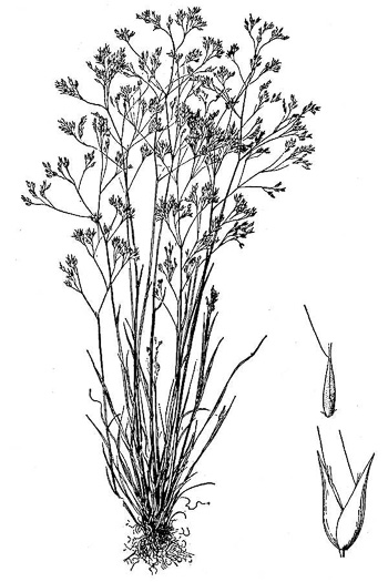 image of Aira caryophyllea, Silver Hairgrass