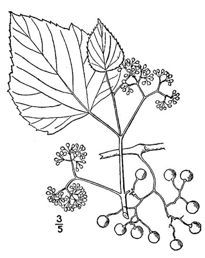 image of Ampelopsis cordata, American Ampelopsis, Heartleaf Peppervine, False-grape, Raccoon-grape