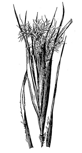 drawing of Andropogon gyrans, Elliott's Bluestem