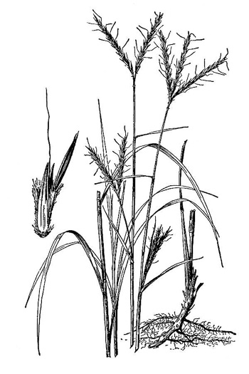 drawing of Andropogon gerardi, Big Bluestem, Turkeyfoot