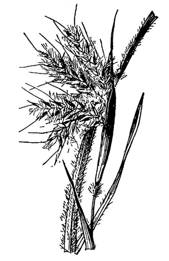 drawing of Andropogon mohrii, Mohr's Bluestem, Tawny Bluestem, Bog Bluestem