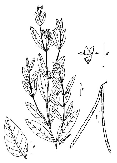 image of Apocynum cannabinum, Indian-hemp, Hemp Dogbane, Marion's Weed