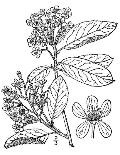 image of Aronia arbutifolia, Red Chokeberry