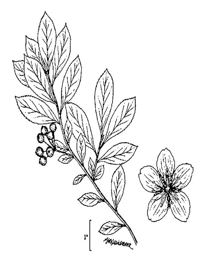 image of Aronia arbutifolia, Red Chokeberry